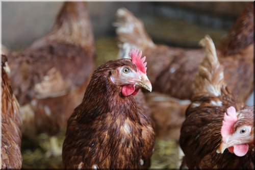 Unser Frühstückstisch